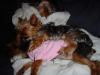 Coco gets some spooning action!!-more-sleep-300-x-225-.jpg