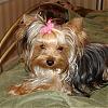 Looking For Love In All The  Right Places-yorkie-exchange-018_edited-600-x-600-.jpg