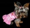 ~*~Yorkie Fashion Show~*~-cherry-lv-chloe.jpg