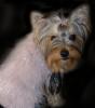 ~*~Yorkie Fashion Show~*~-pinkfurtink.jpg