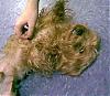 I saved Moochie (whom I have named Mochi) and he's coming home tomorrow-image000.jpg