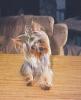 Does your Yorkie Tilt his head?-poor-gus-4.jpg