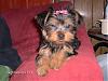 The first Groom!!-puppies-140.jpg