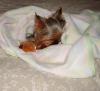 Cookie & his addicting Binky,every morning story /Pics! lol-sleepbinky1.jpg