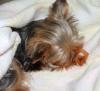 Cookie & his addicting Binky,every morning story /Pics! lol-sleepagain.jpg