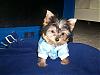 Today is National Dress up Your Pet Day!!-aryder.jpg