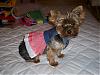 Today is National Dress up Your Pet Day!!-brookie.jpg