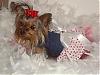 Today is National Dress up Your Pet Day!!-valentinegirlygirl.jpg