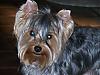 What is it about a yorkie......-besthair.jpg