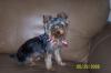 Does your Yorkie Tilt his head?-magic-i.jpg