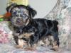 Wanna see a BIG yorkie puppy?!-p1010969.jpg