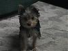 What is it about a yorkie......-puppy-008.jpg