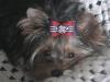 Do I need more in my life than Yorkies????-dixiedaishadixiebows-032.jpg