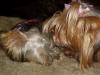 Pics of Bailey & Charlie....Bentley and Bitsy's puppies-bitsybaithingcharlie-.jpg
