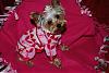 Petite pups unite!-dsc_0027-medium-.jpg