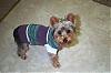 Petite pups unite!-tucker-new-sweater-002.jpg