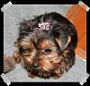 Yorkie Years??-trixie-barrette.jpg