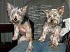 Yorkie and Silky-preston-keebler.jpg