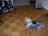 Anyone out there have any pictures of a full grown 3-4 pound Yorkie?-ember.jpg