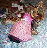 Yorkie bad hair days-fall2007ge-036.jpg