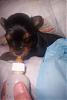 Sad News on missing Mother Yorkie-100_9557.jpg