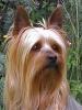 Difference between and silky and a yorkie?-s.t.jpg