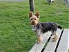 Calling all bigger yorkies!!-dsc00018-600-x-450-.jpg