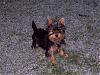 Snow Yorkie Club-102_1663-600-x-450-.jpg