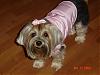 Calling all bigger yorkies!!-58536515.jpg