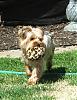 Calling all bigger yorkies!!-dorkies-029.jpg