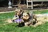 Calling all bigger yorkies!!-dorkies-031.jpg