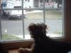 Chanel and Cheri Aren't the Only Spy Dogs!-spy-boy-006.jpg