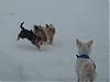 Snow Yorkie Club-winterdogs2.jpg