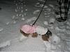 Snow Yorkie Club-img_0936.jpg