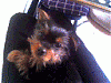 New to Yorkie Talk-1000.gif
