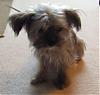 Anyone have a shorkie?-pixie-021.jpg