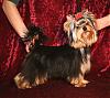 This ten month old Yorkie is available-knighty5.jpg