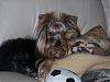 whats ON TOP of your yorkie?-100_1815.jpg