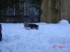 What are snow yorkies?-258901216rmhcri_ph.jpg