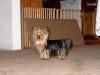 Anyone out there have any pictures of a full grown 3-4 pound Yorkie?-im000689-528-x-396-.jpg