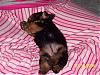 NEW Member with a NEW PUPPY!-mariah-070-small-.jpg