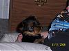 NEW Member with a NEW PUPPY!-mariah-080-small-.jpg