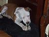 Can YORKIES & a PITT BULL Live Together???-100_0396.jpg