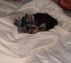 Custom made Yorkieproof gate and his sleeping pics.-cookiebedalone.jpg