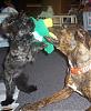 Can YORKIES & a PITT BULL Live Together???-1sladeandlaney01.jpg