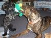 Can YORKIES & a PITT BULL Live Together???-sandl3.jpg