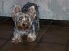 Tricks your Yorkies do....tell me!!!!PLEASE REPOND!!-getyou.jpg