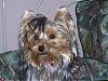 Tricks your Yorkies do....tell me!!!!PLEASE REPOND!!-badhairday.jpg