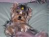 Tricks your Yorkies do....tell me!!!!PLEASE REPOND!!-ytattach.jpg