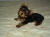 Does your Yorkie Tilt his head?-171087_1123595820.jpg